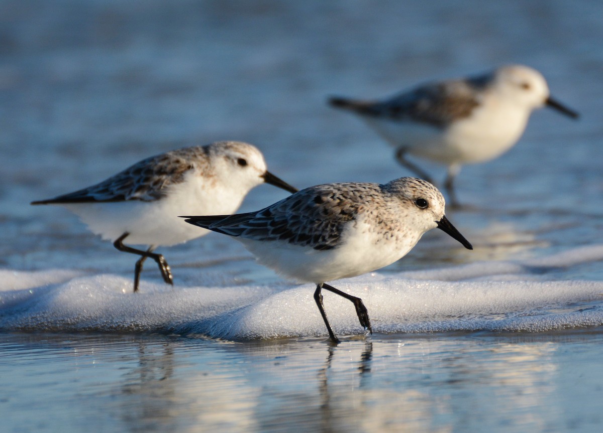 Sanderling - ML646702714