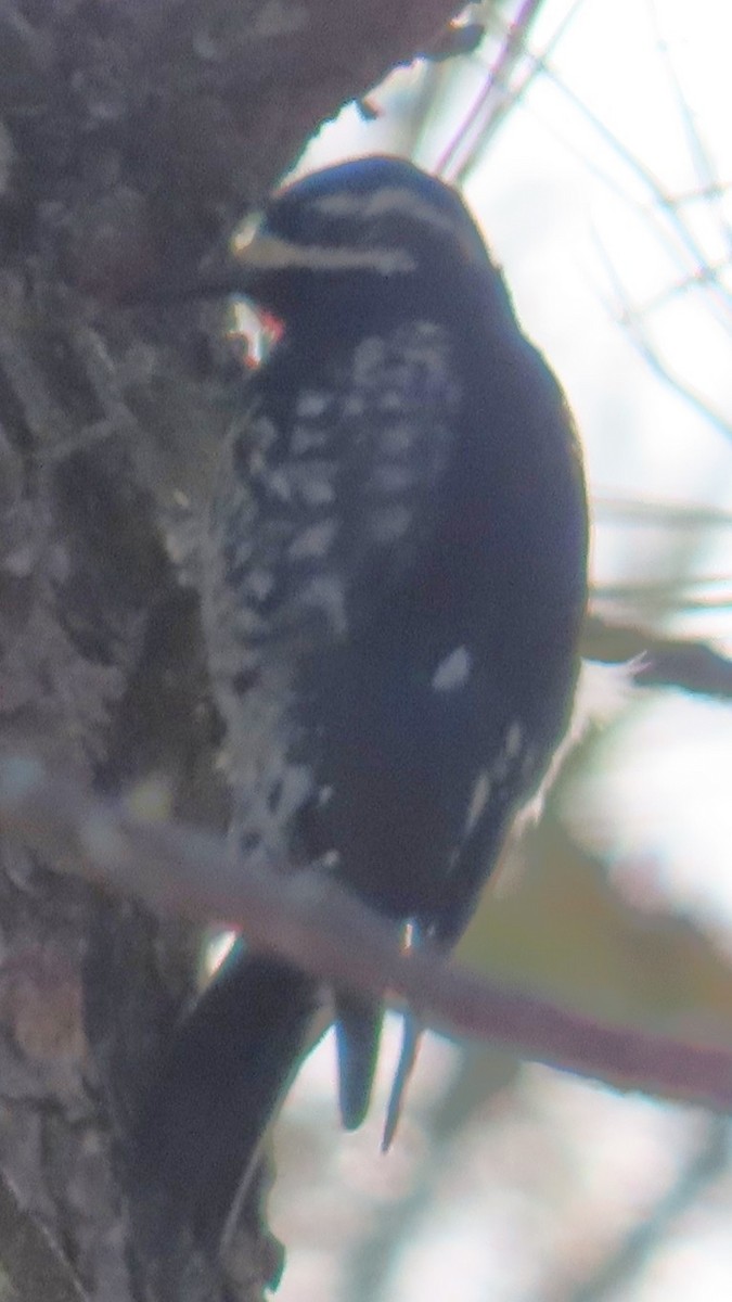 Williamson's Sapsucker - ML646702715