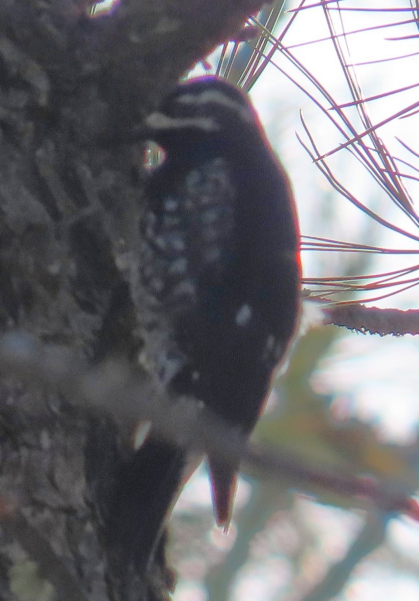 Williamson's Sapsucker - ML646702716