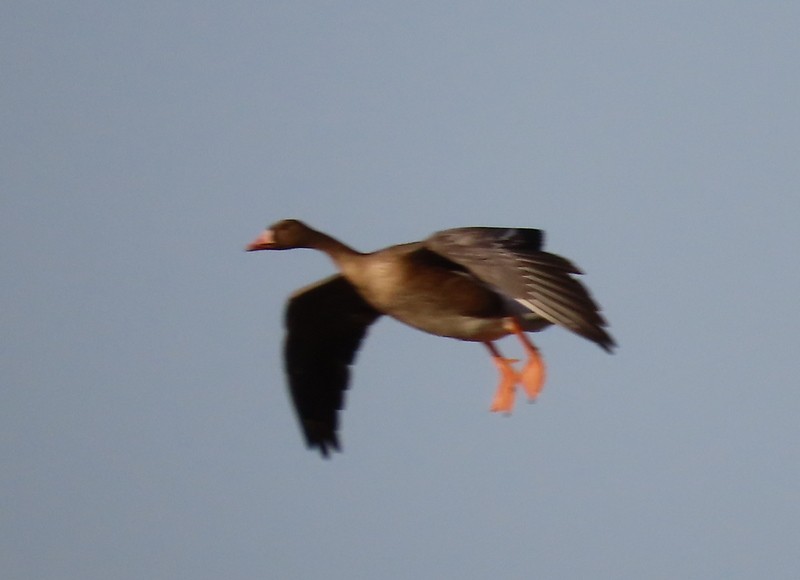 Greater White-fronted Goose - ML646702717