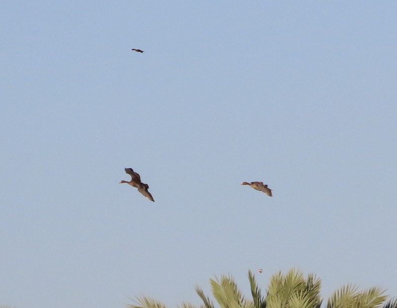 Greater White-fronted Goose - ML646702718
