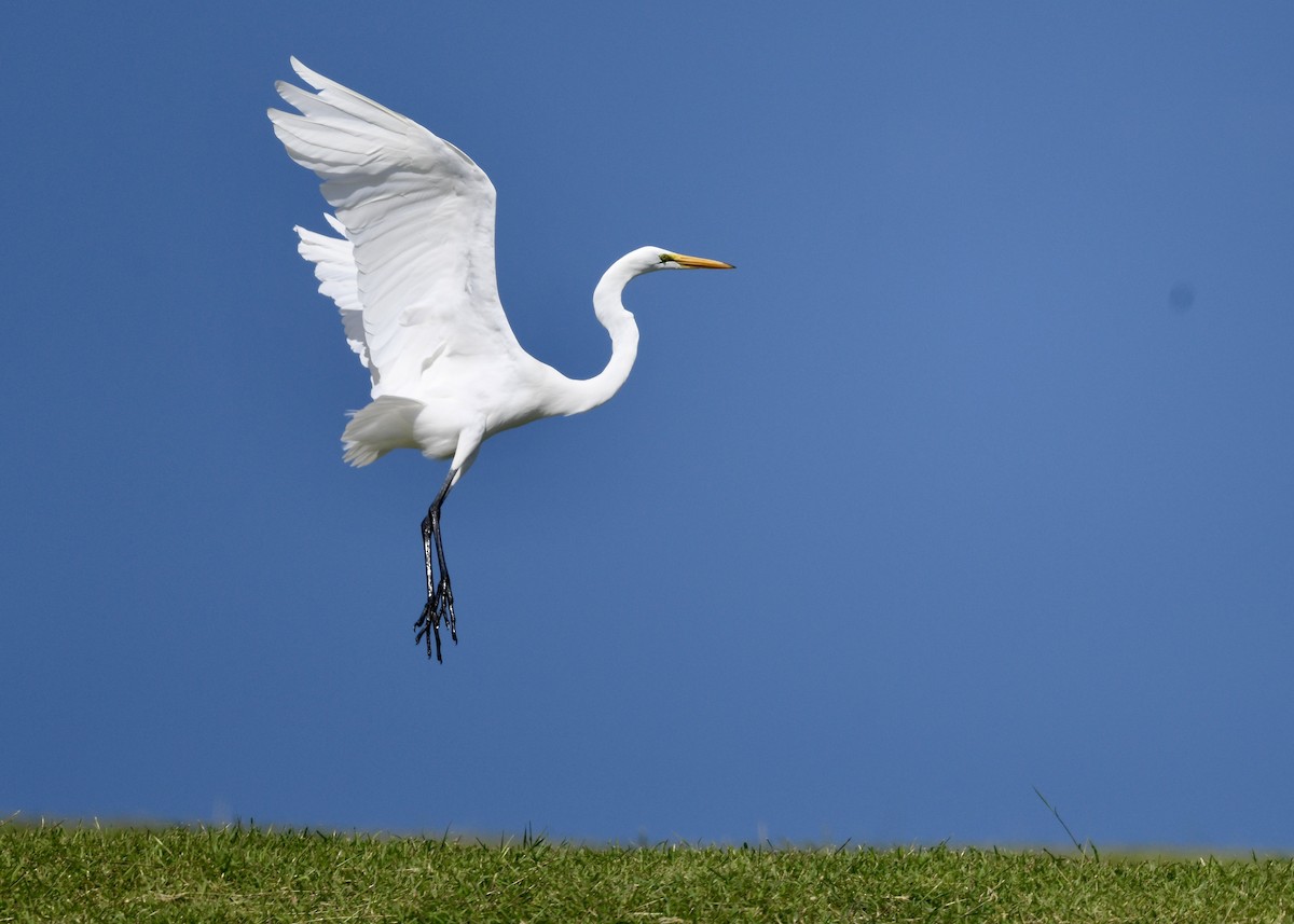 Great Egret - ML646702719
