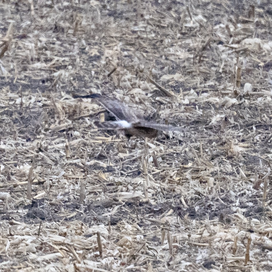 Hen Harrier - ML646702720