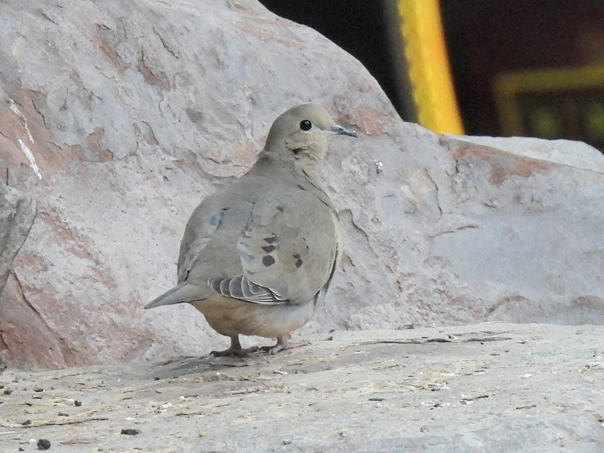 Mourning Dove - ML646702721