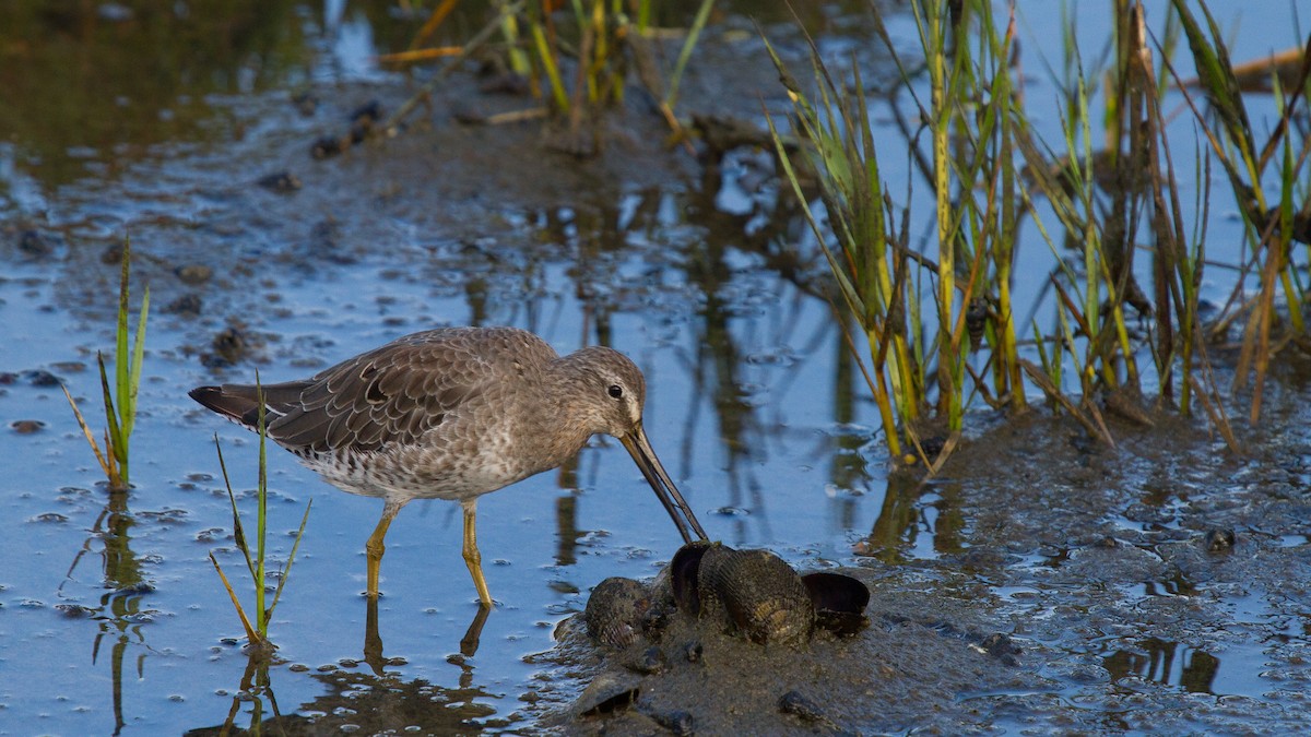 Greater Yellowlegs - ML646702722