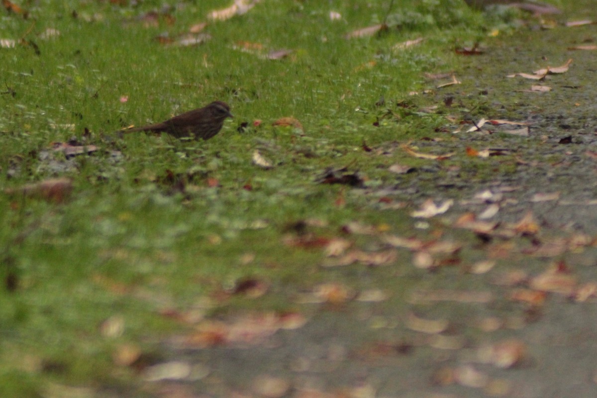 Song Sparrow - ML646702723