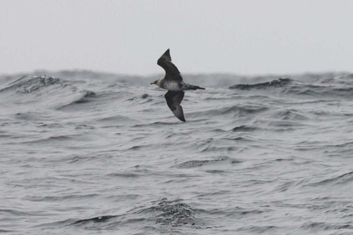 Бэсрэг хайлгана - ML646702724