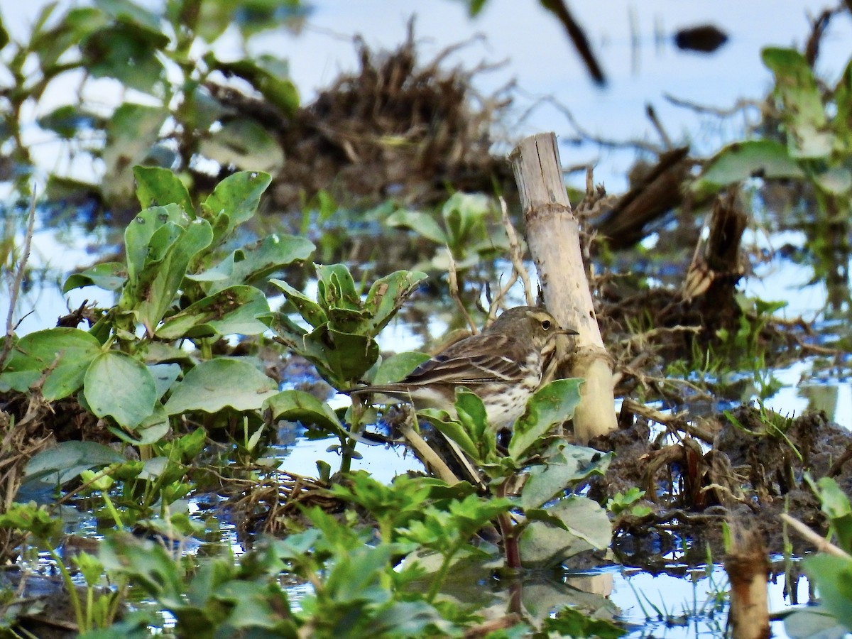 Water Pipit - ML646702725