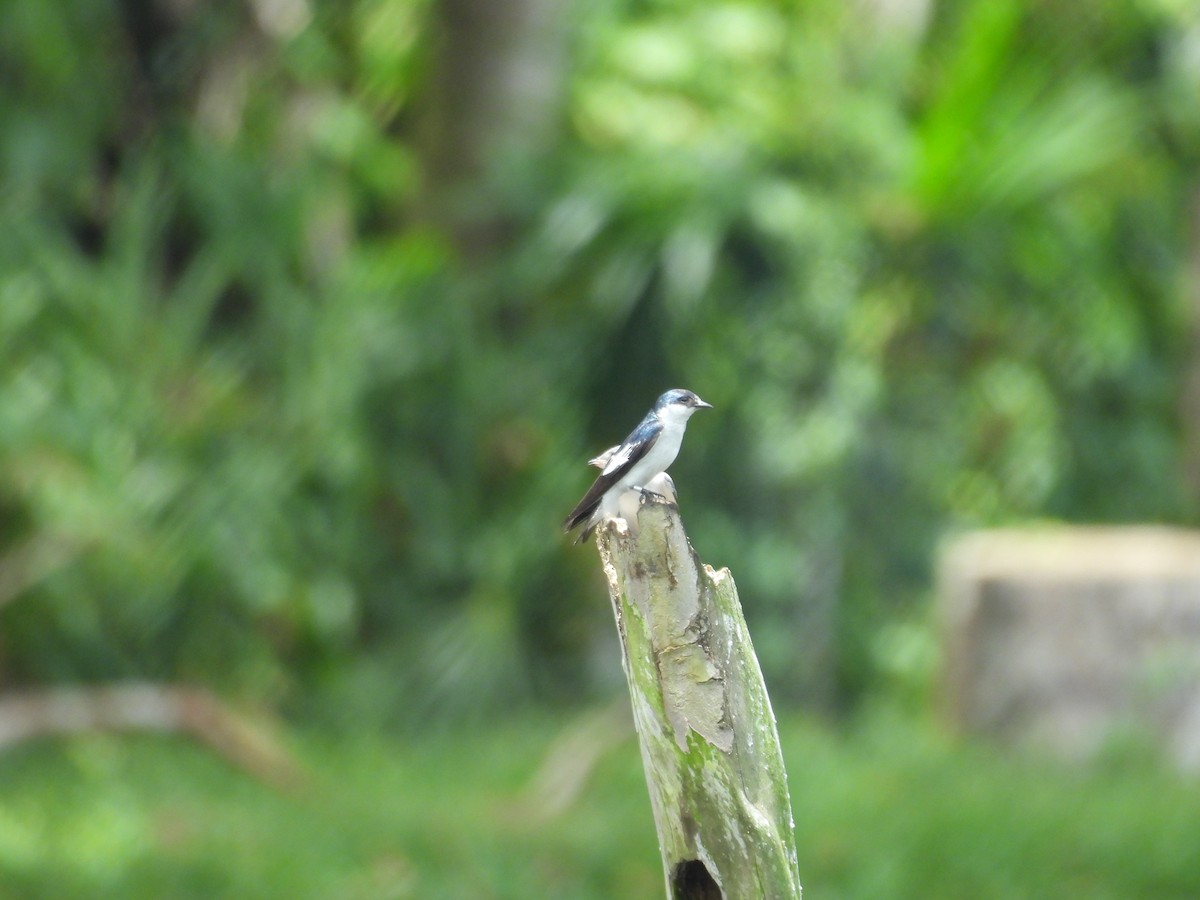White-winged Swallow - ML646702726