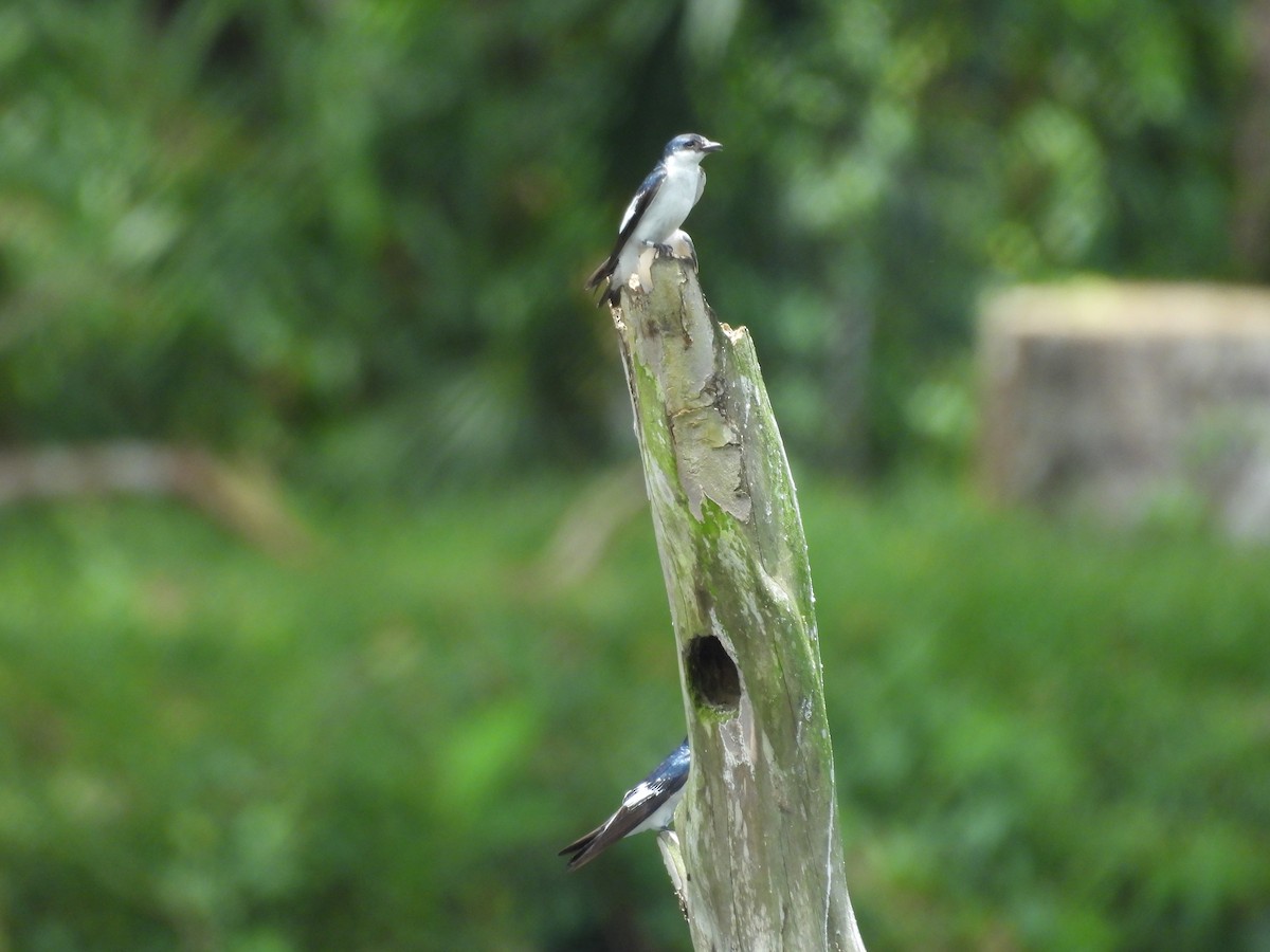 White-winged Swallow - ML646702727
