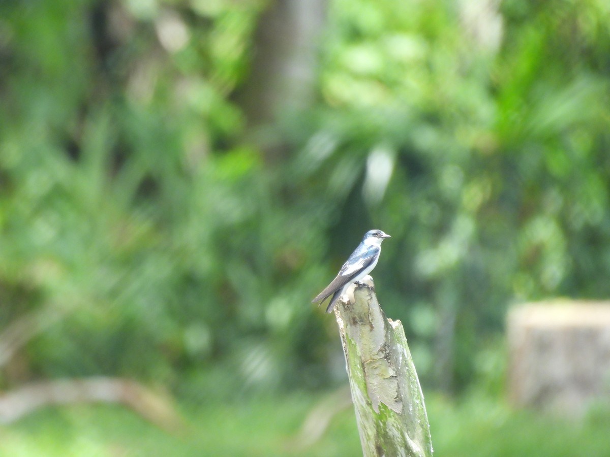 White-winged Swallow - ML646702728