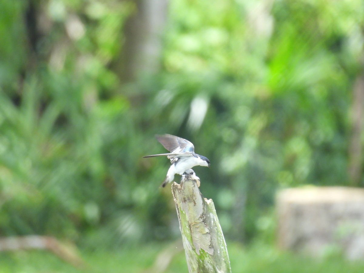 White-winged Swallow - ML646702729