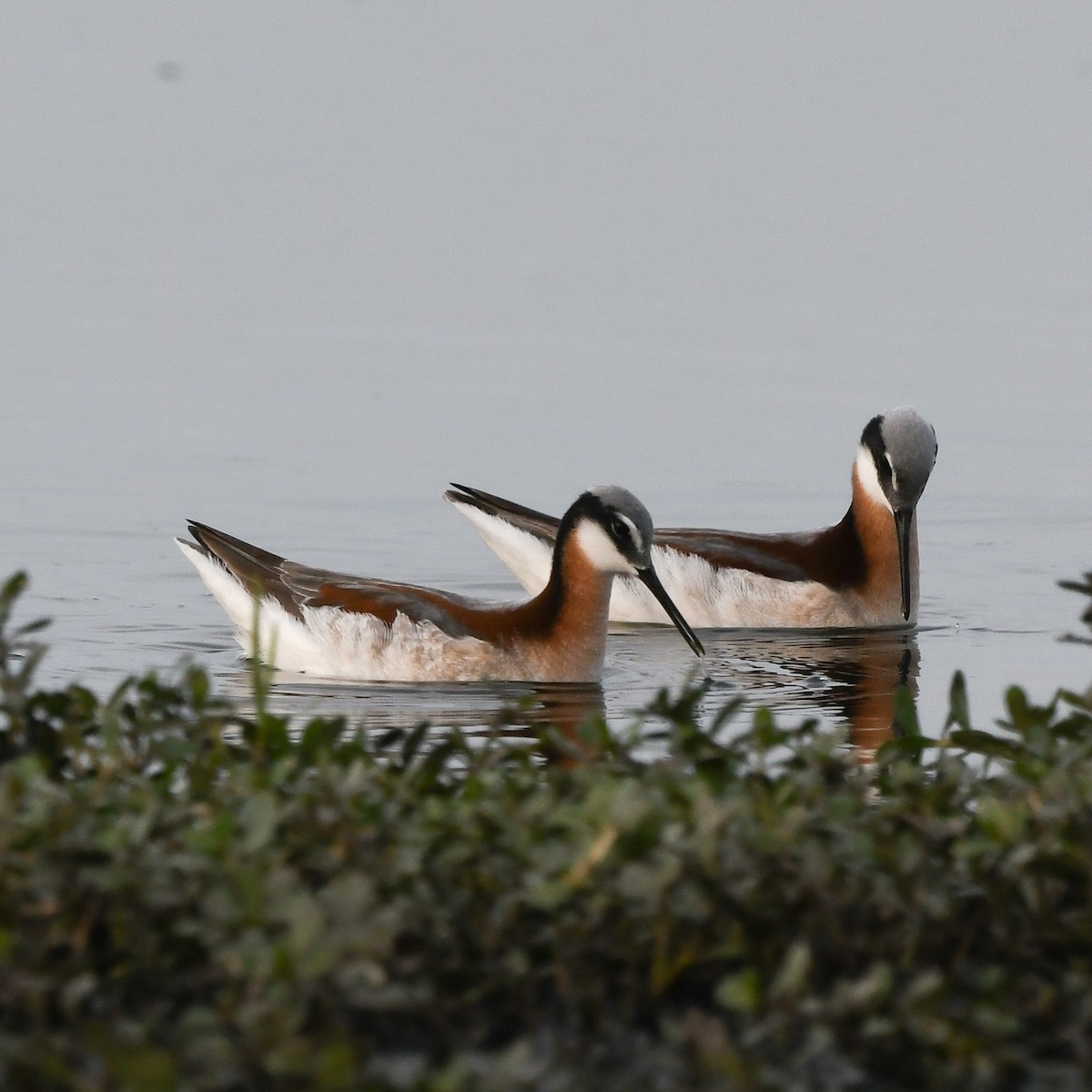 Wilson's Phalarope - ML646702730