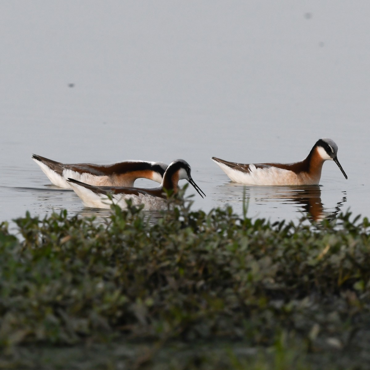 Wilson's Phalarope - ML646702731