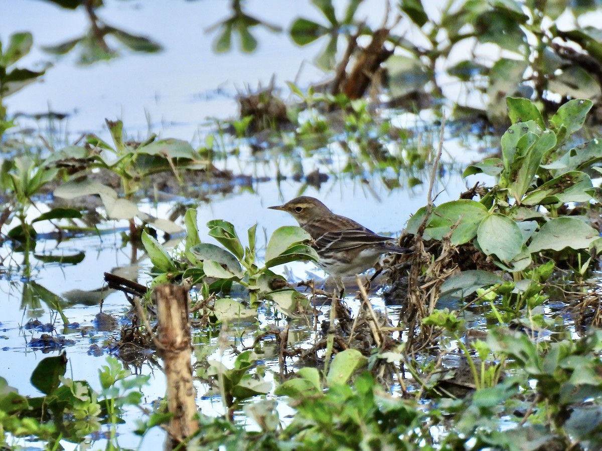 Water Pipit - ML646702732