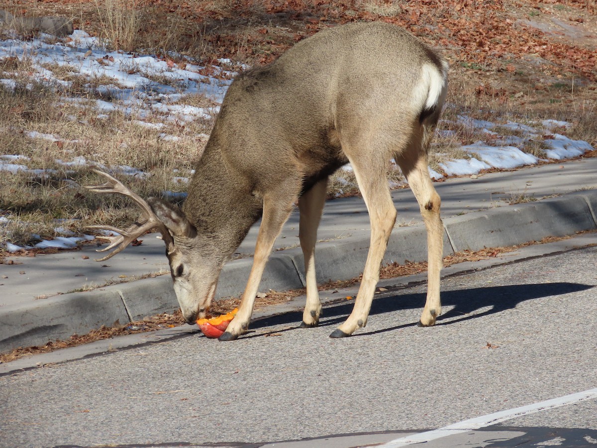 Mule Deer - ML646702733