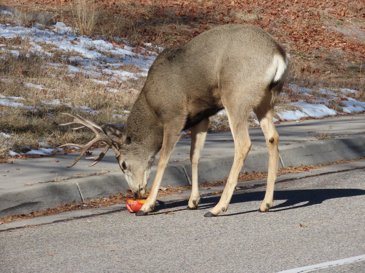 Mule Deer - ML646702734