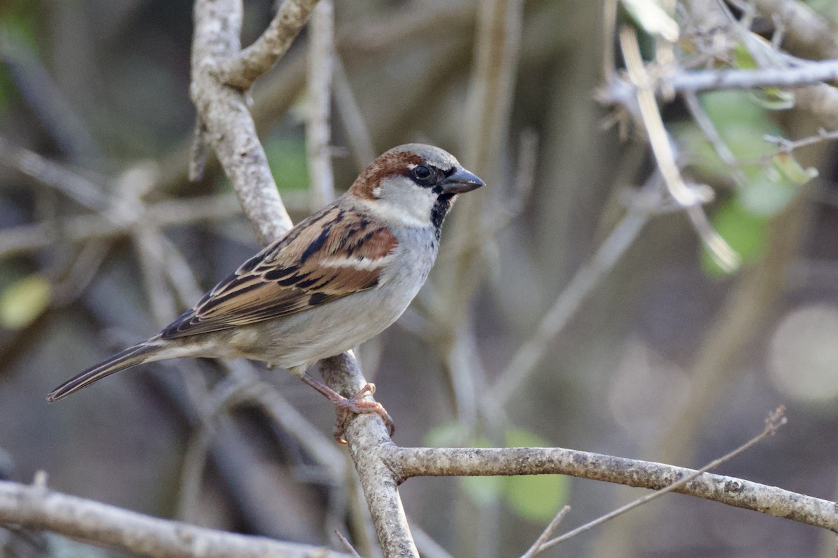 House Sparrow - ML646702735