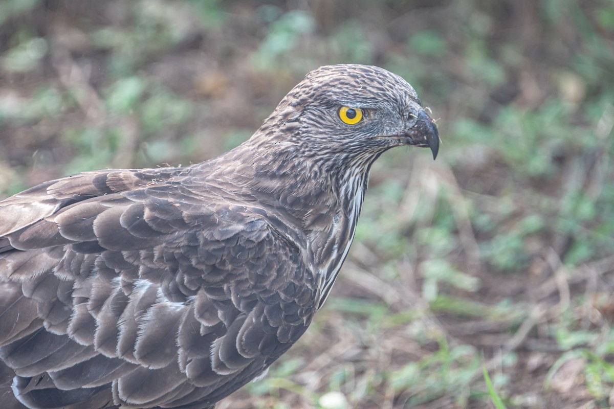 Changeable Hawk-Eagle - ML646702736