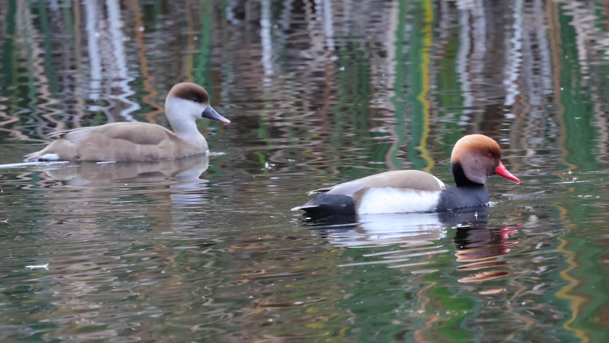 Red-crested Pochard - ML646702756
