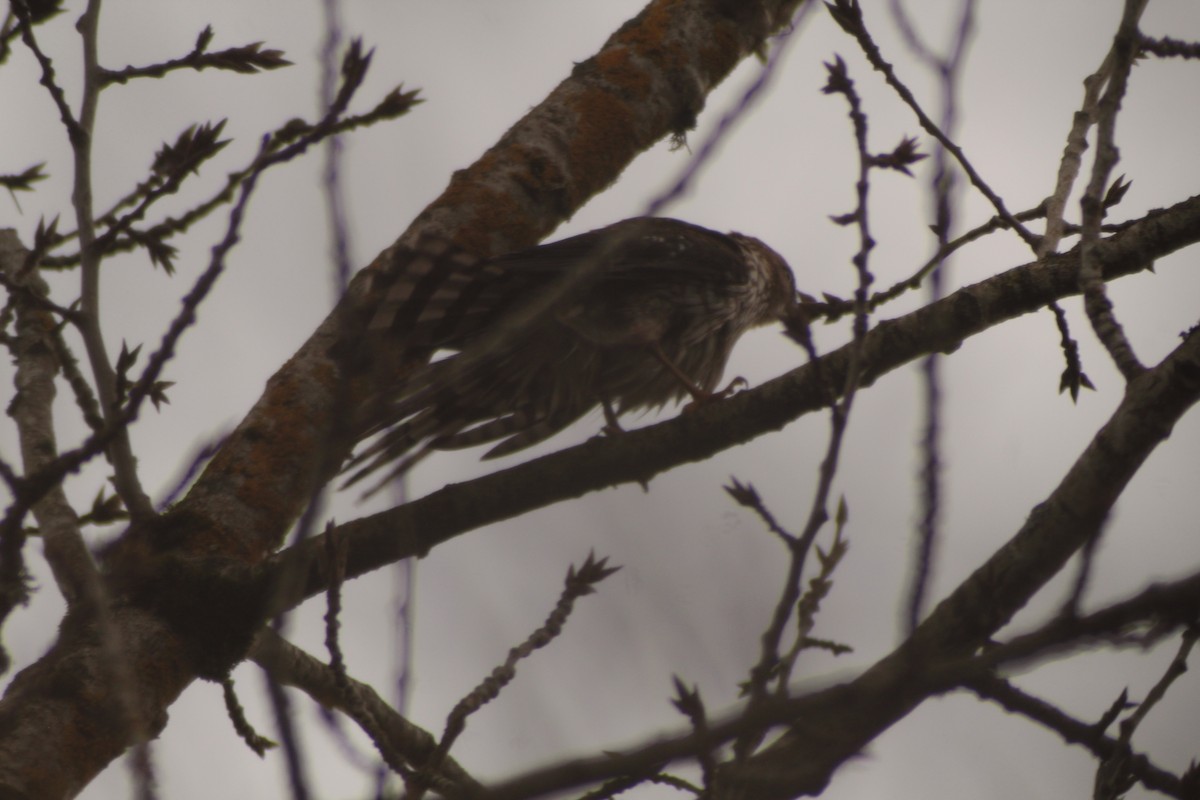 Sharp-shinned Hawk - ML646702757