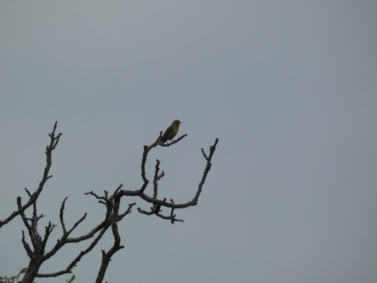 Txirriskila arrunta - ML646702758