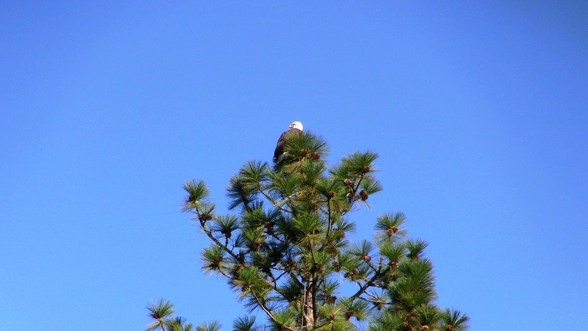 Bald Eagle - ML646702759