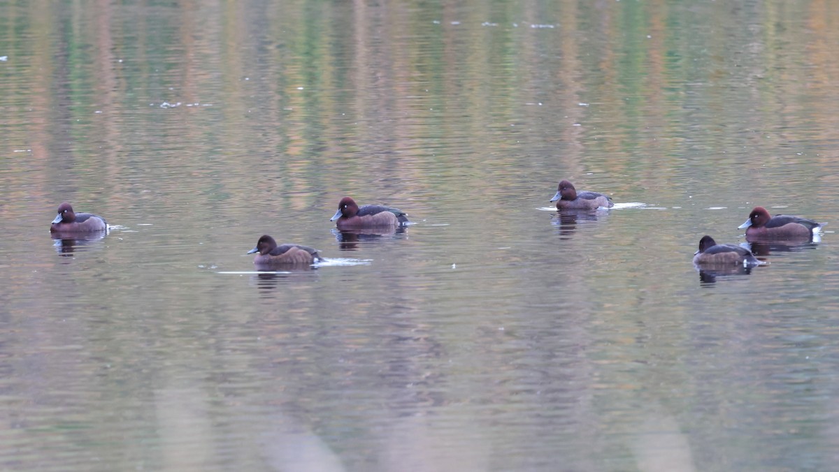 Ferruginous Duck - ML646702760