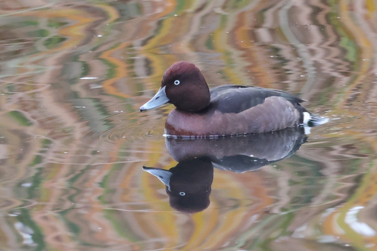 Ferruginous Duck - ML646702761