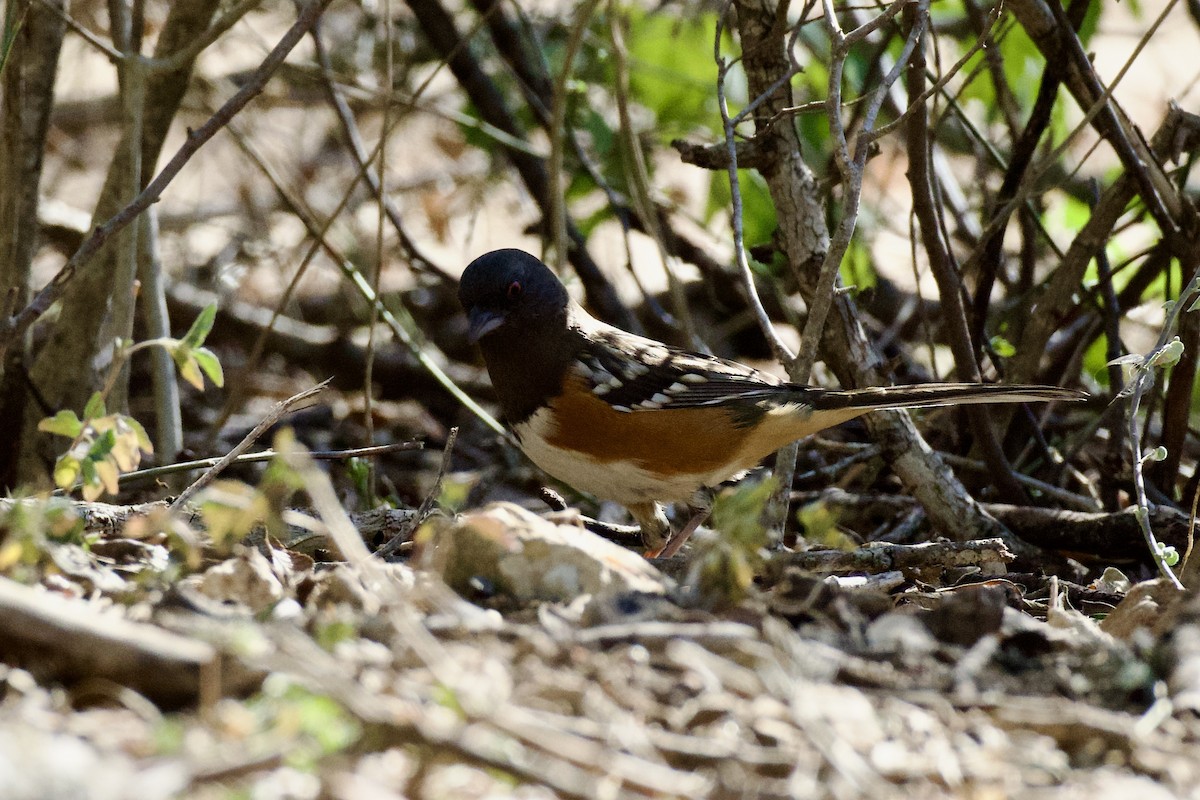 flekktovi - ML646702763