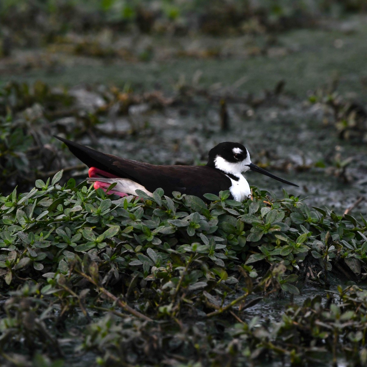 Black-necked Stilt - ML646702764