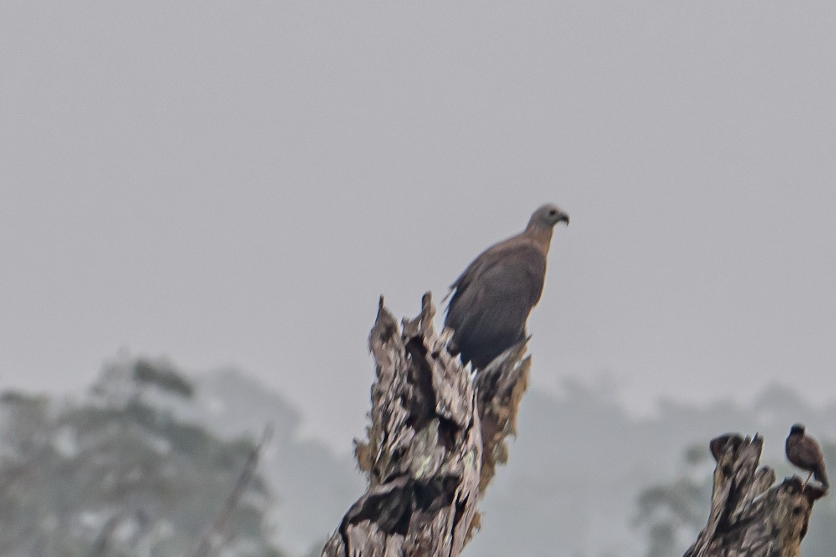 Pigarguillo Común - ML646702768