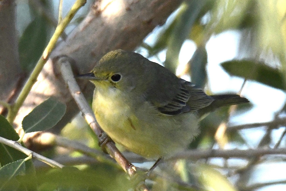 Orange-crowned Warbler - ML646702770