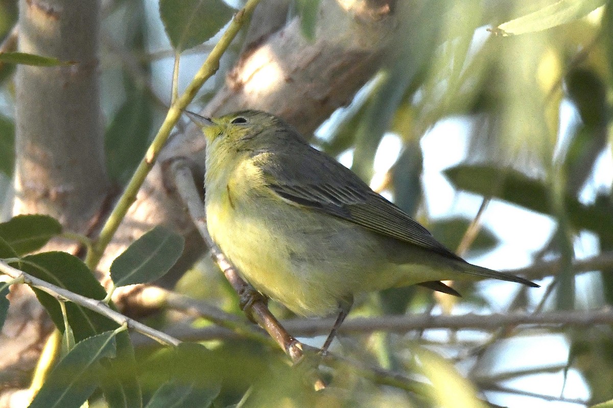 Orange-crowned Warbler - ML646702771
