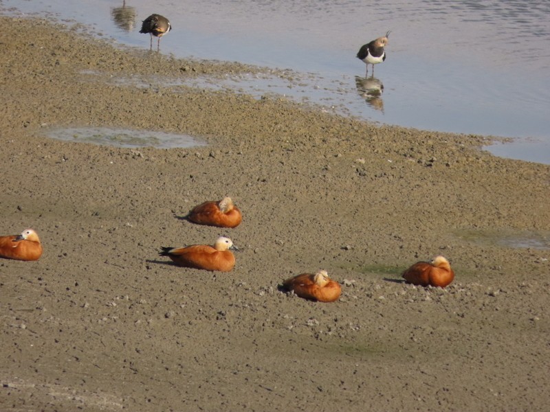 瀆鳧 - ML646702774