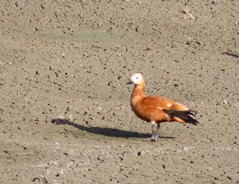 瀆鳧 - ML646702775