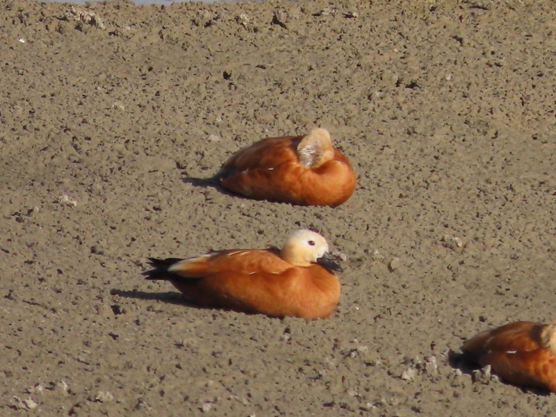 瀆鳧 - ML646702776