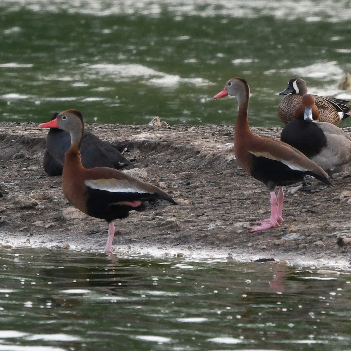 Dendrocigna beccorosso - ML646702777