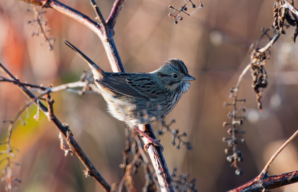 strnadec pruhohlavý - ML646702780