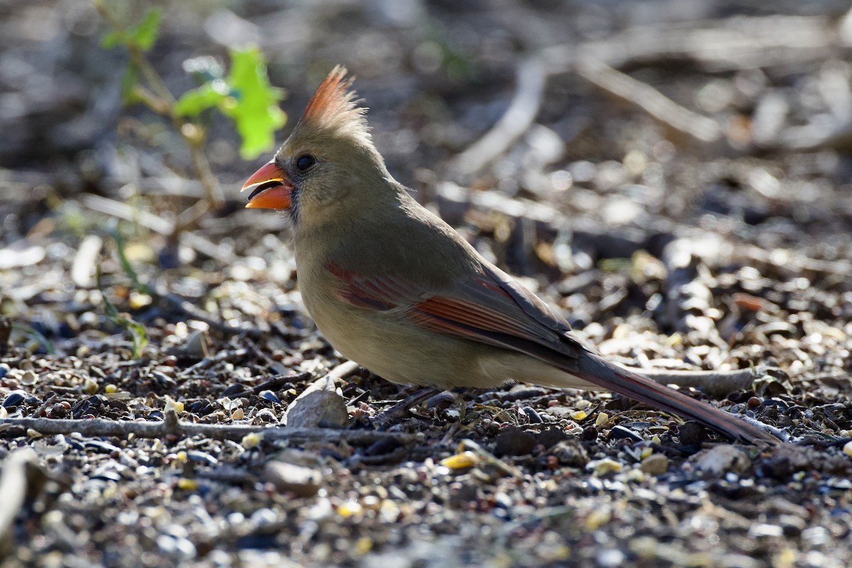 rødkardinal - ML646702782