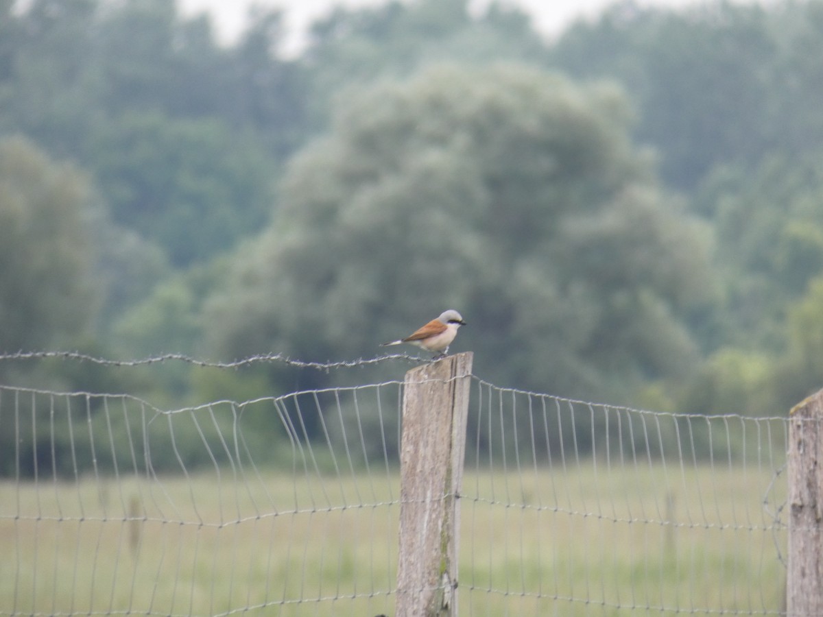 Red-backed Shrike - ML646702783