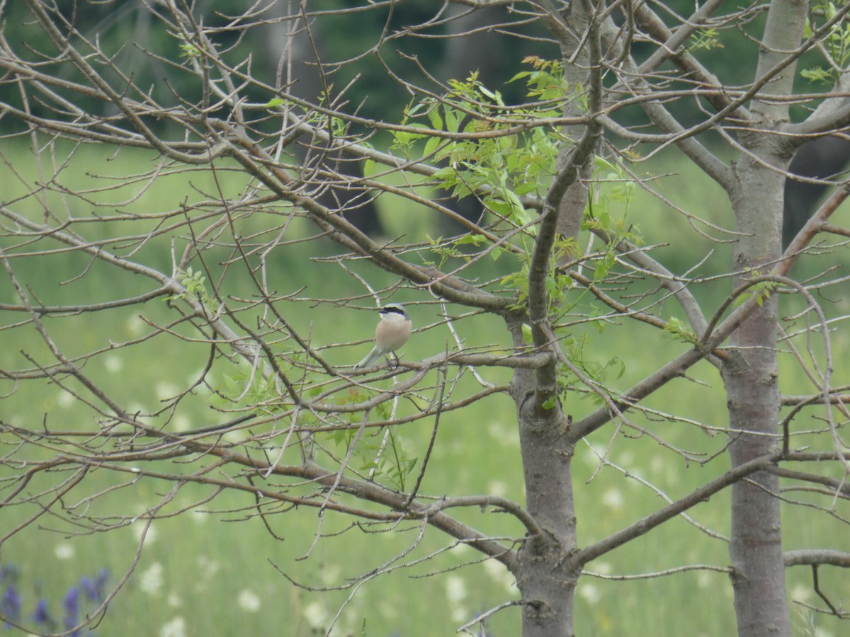 Red-backed Shrike - ML646702784