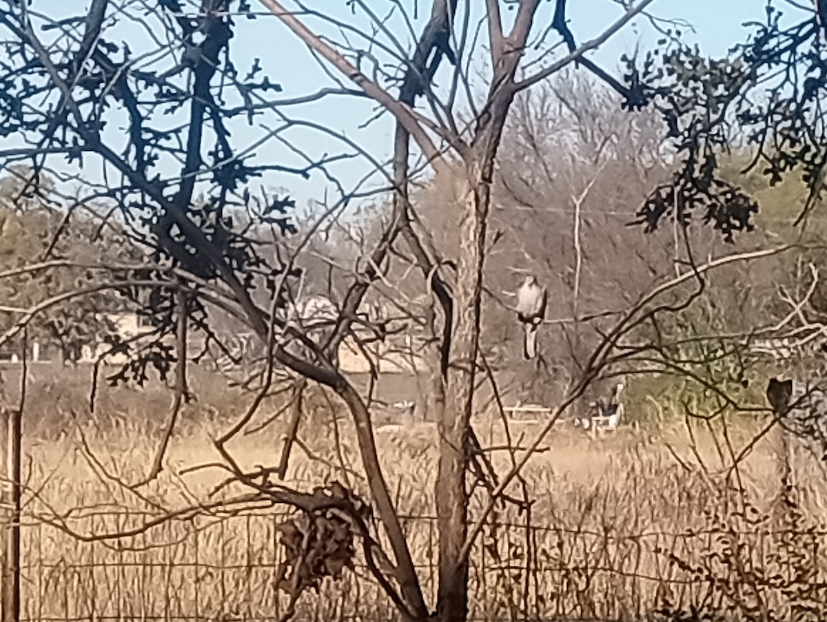 Inca Dove - ML646702785