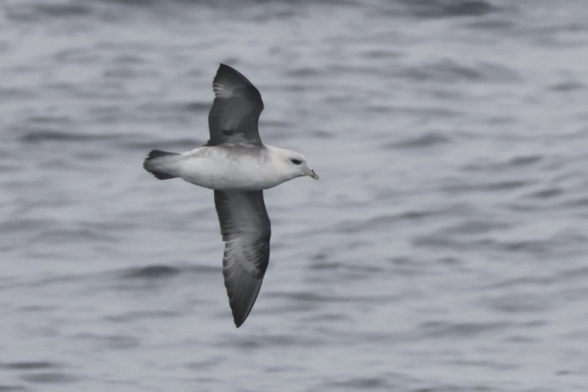 Northern Fulmar - ML646702787