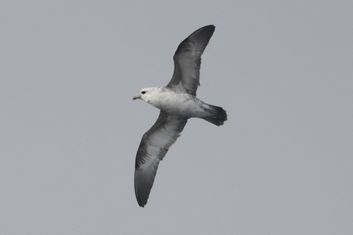 Northern Fulmar - ML646702788