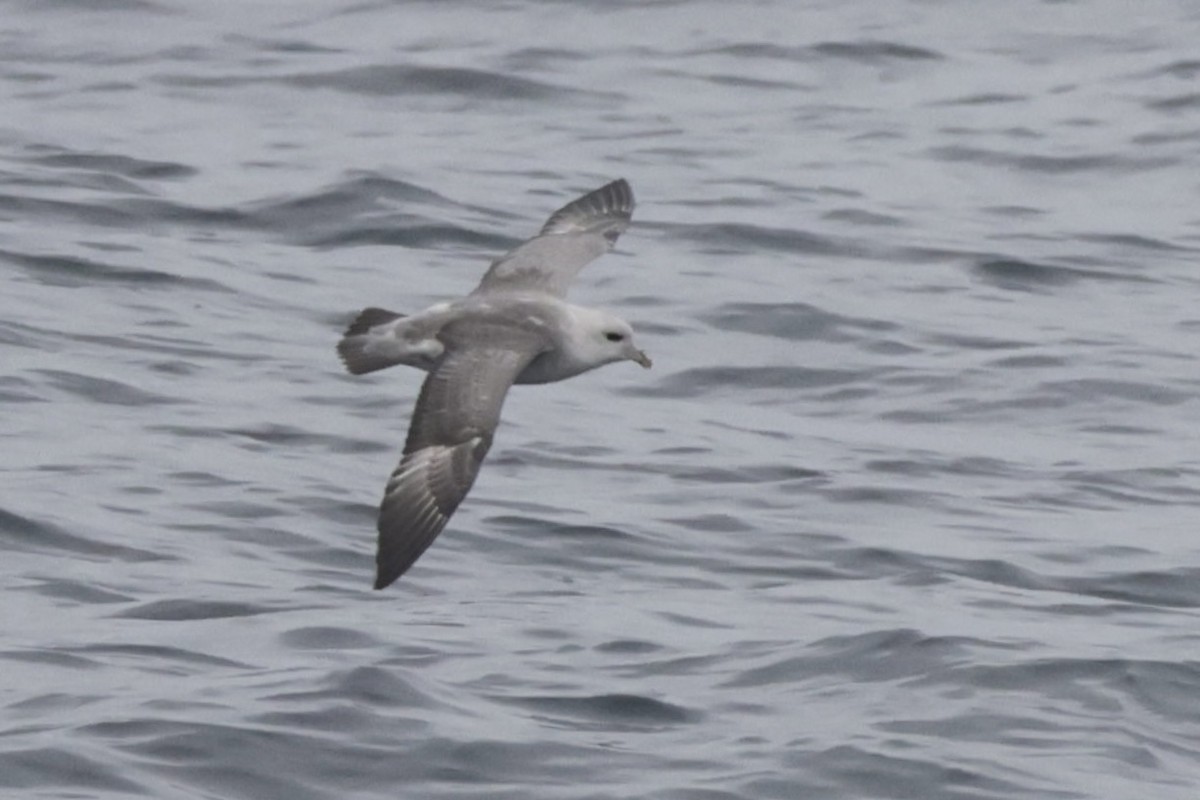 Northern Fulmar - ML646702789