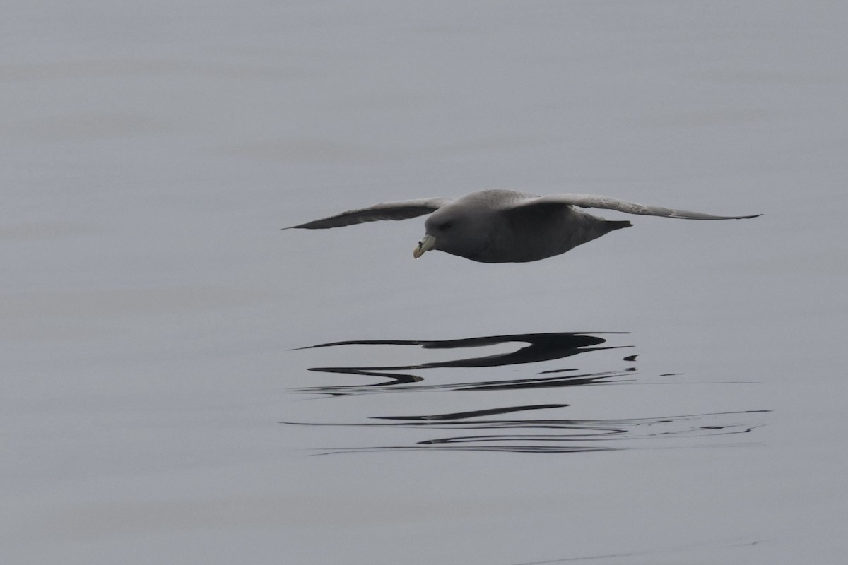Northern Fulmar - ML646702790