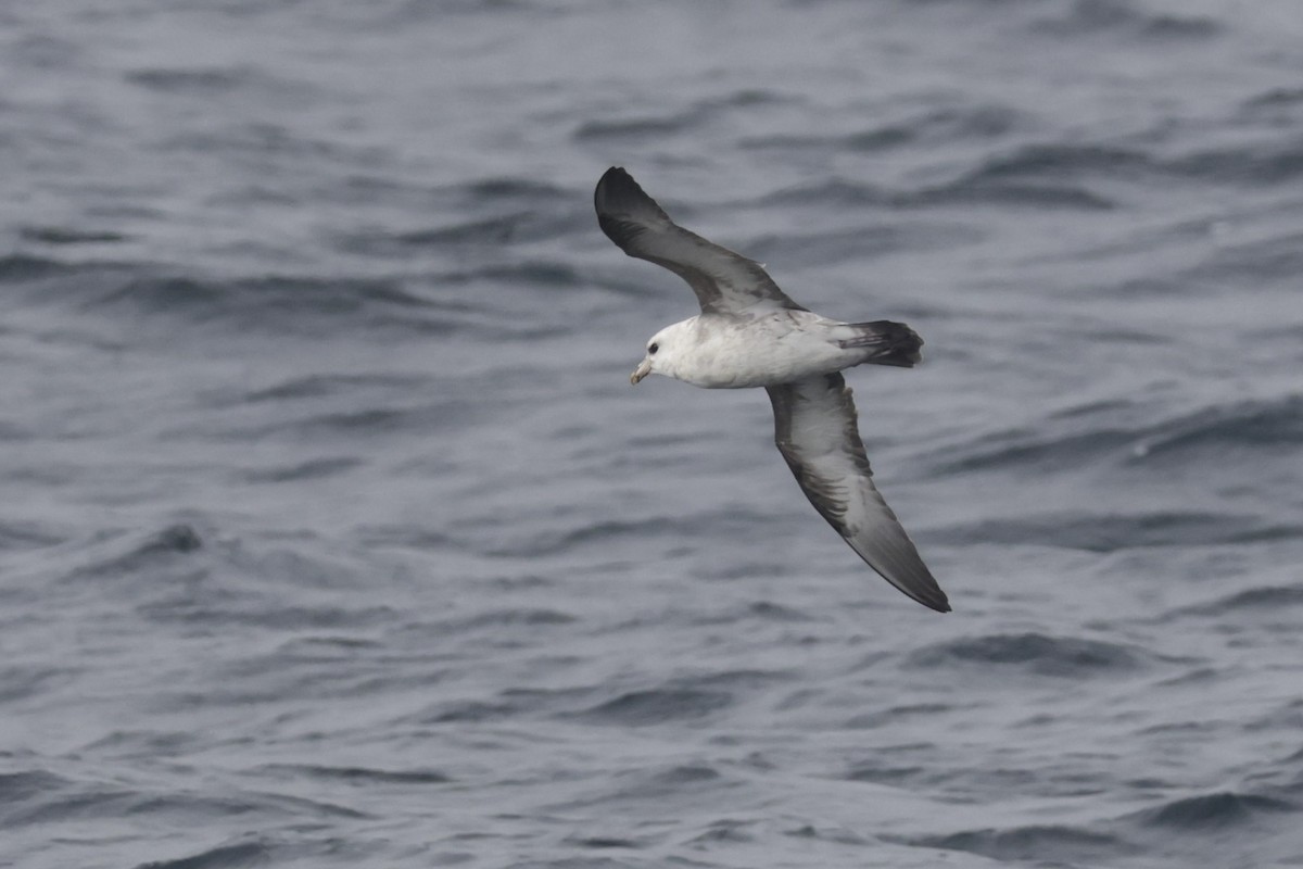 Northern Fulmar - ML646702791