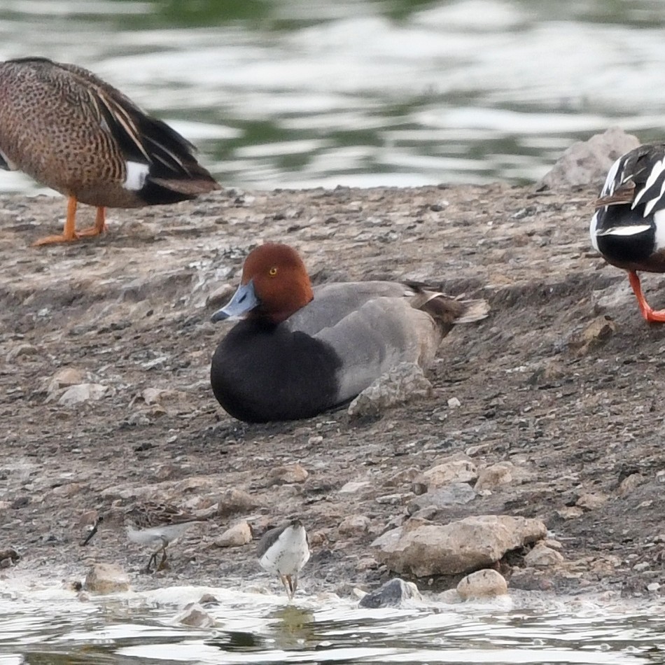 Redhead - ML646702795