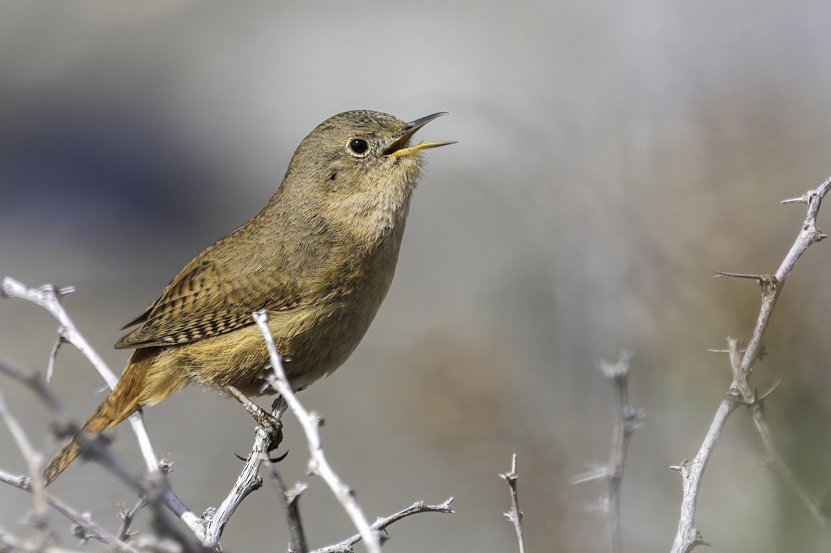 Southern House Wren - ML646702797